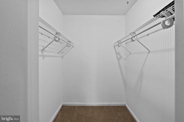 spacious closet with carpet floors