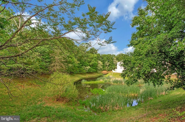 view of local wilderness