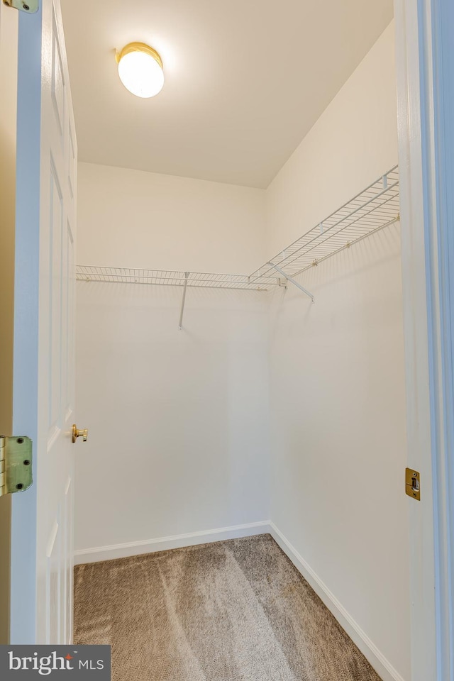 walk in closet featuring carpet floors