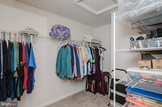 165 Correri St, Havre De Grace, MD 21078 - walk in closet with attic access and carpet floors