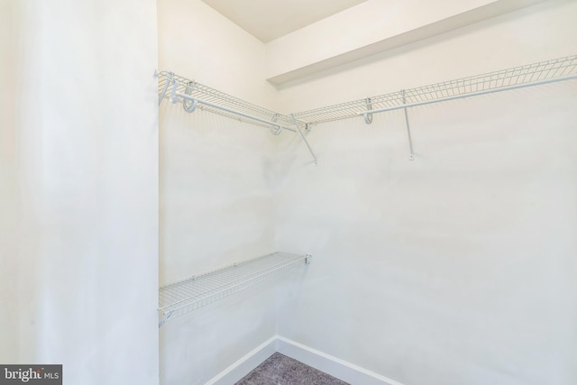 spacious closet with carpet flooring
