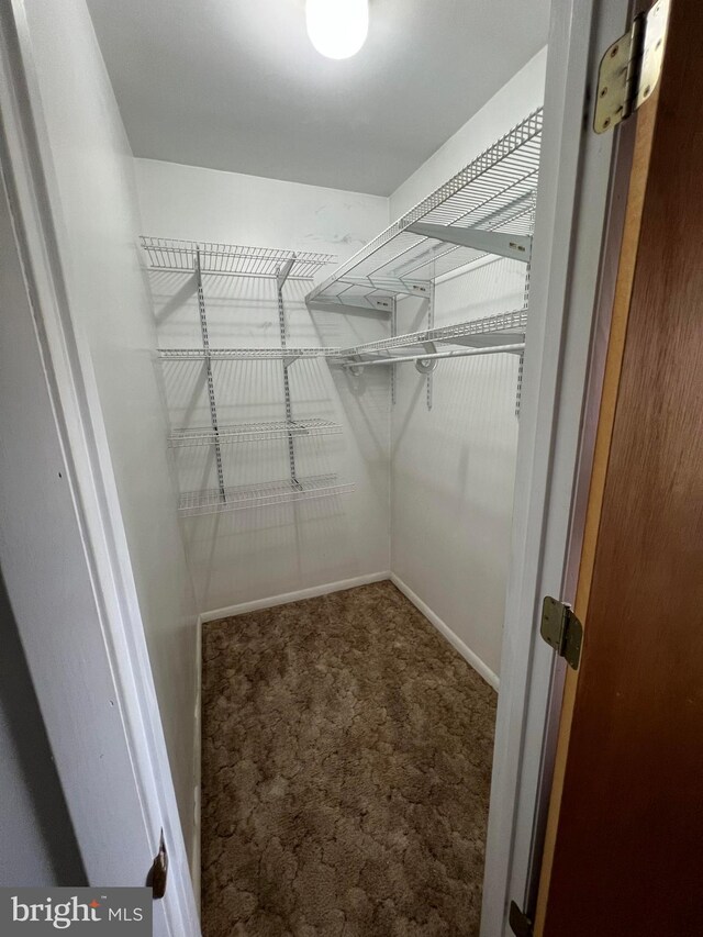 spacious closet featuring carpet floors
