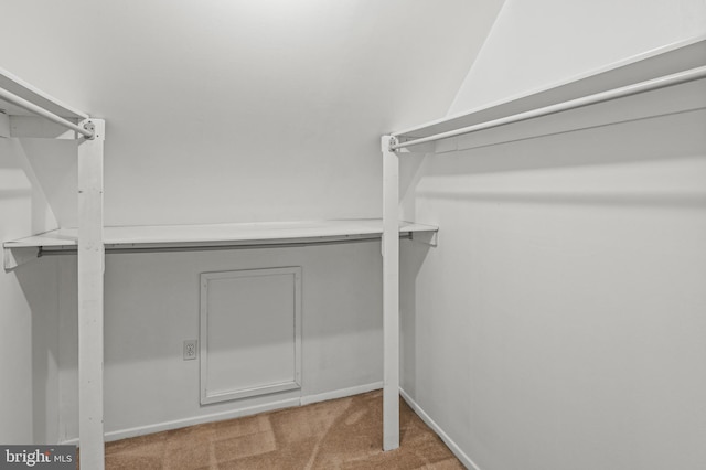 spacious closet featuring carpet floors
