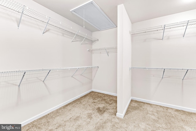 spacious closet with attic access and carpet floors