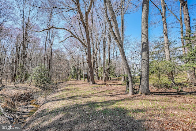 view of local wilderness