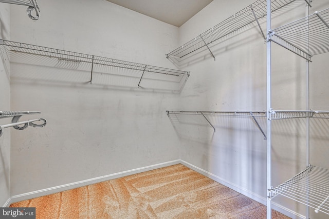 walk in closet with carpet floors