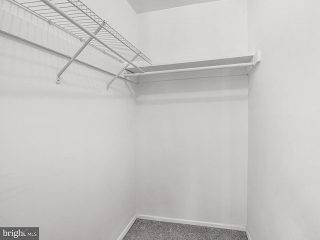 spacious closet featuring carpet