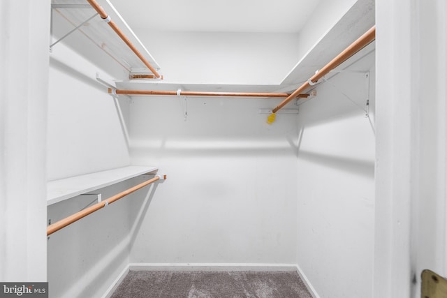 spacious closet featuring carpet floors