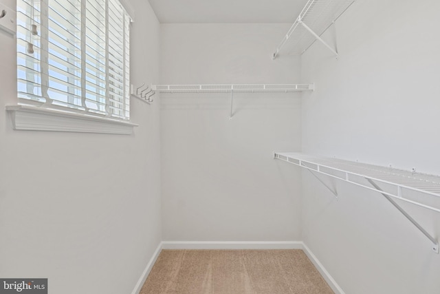 spacious closet featuring carpet flooring