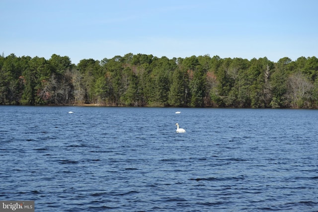 water view featuring a view of trees