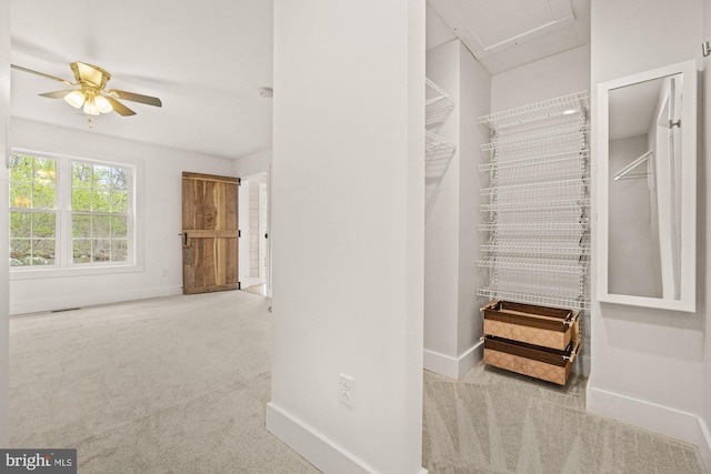 walk in closet with visible vents, carpet, and ceiling fan