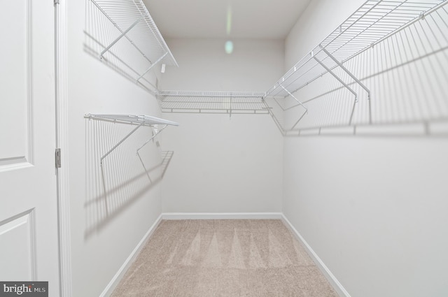 walk in closet featuring carpet floors