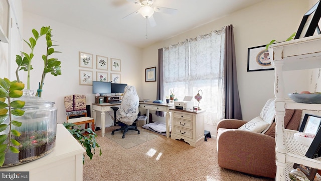 office featuring carpet and ceiling fan