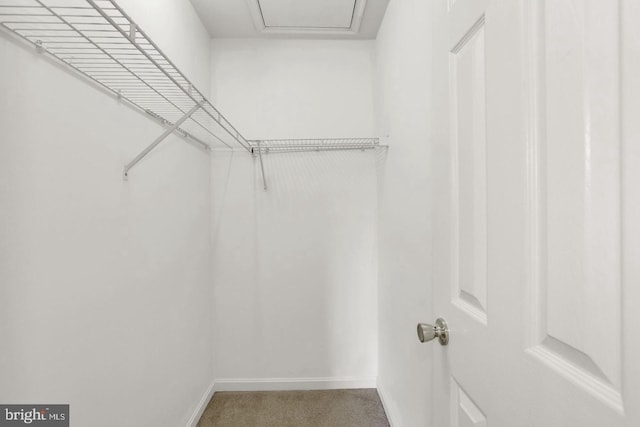 walk in closet featuring carpet