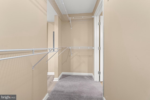 walk in closet with carpet floors