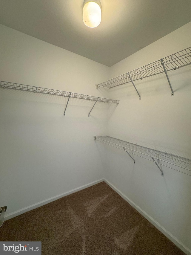 spacious closet with carpet floors