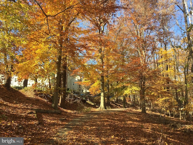 view of local wilderness
