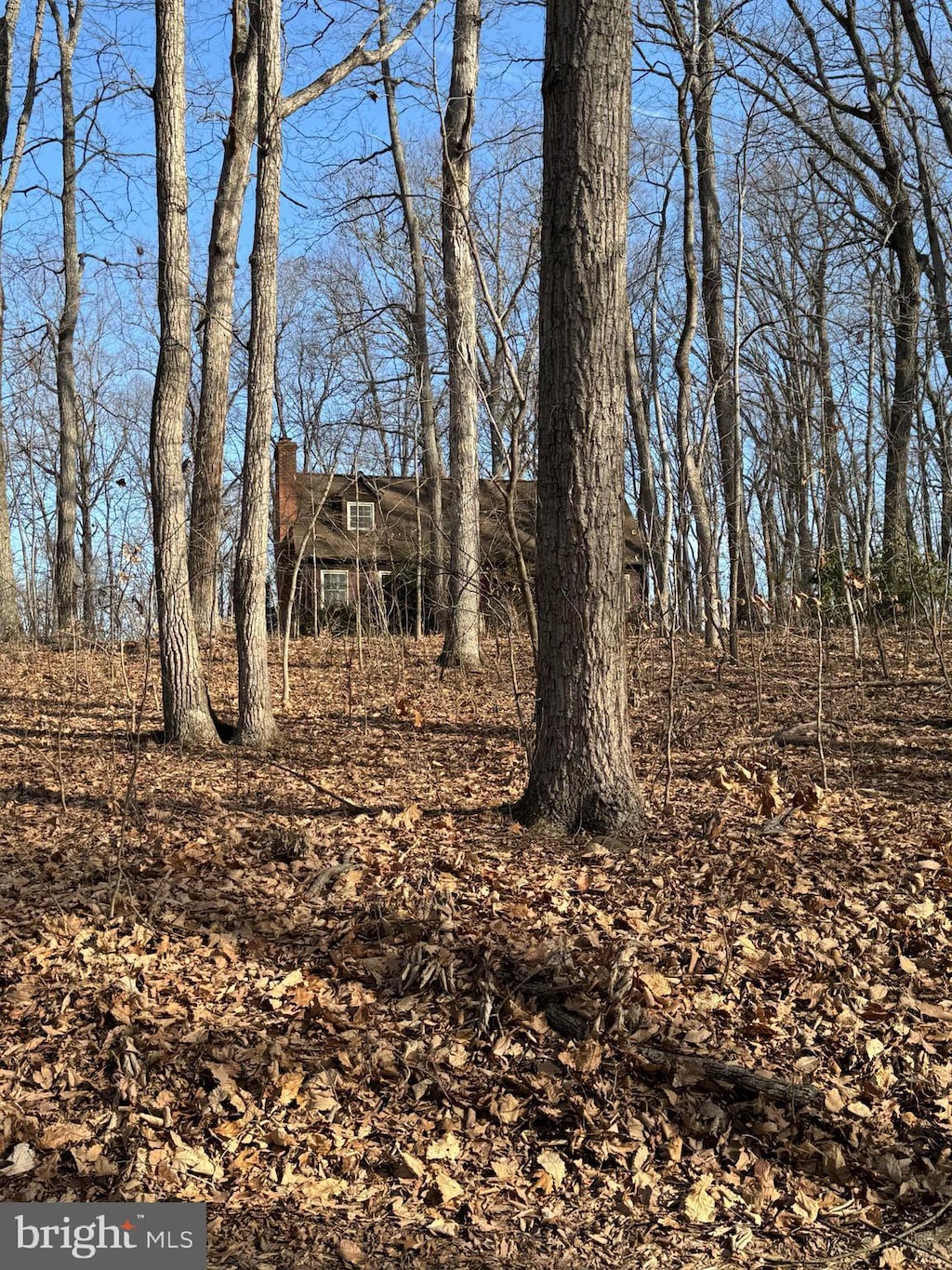 view of local wilderness