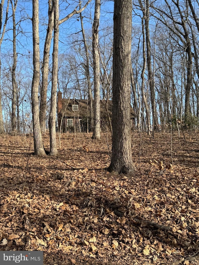 view of local wilderness