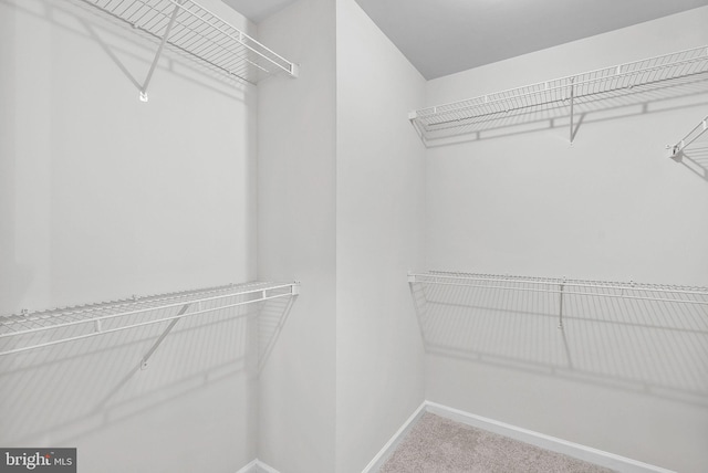 walk in closet featuring carpet flooring