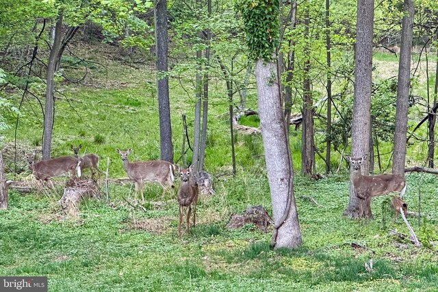 9850 Jerry Ln, Vienna, VA 22180 - view of nature