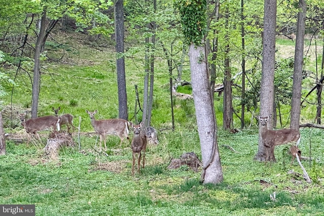 9850 Jerry Ln, Vienna, VA 22180 - view of nature