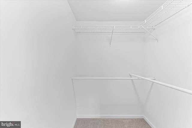 615 Brandon Rd, Norristown, PA 19403 - walk in closet featuring carpet floors