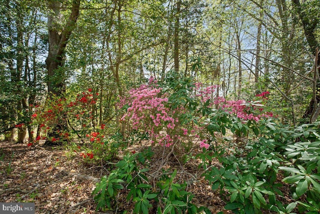 5650 Warren Dr, Huntingtown, MD 20639 - view of local wilderness