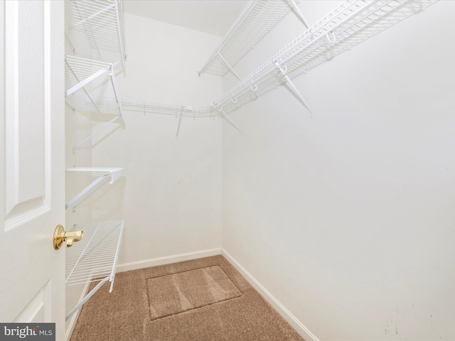 walk in closet featuring carpet flooring