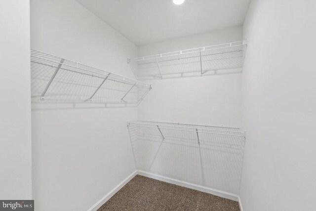 spacious closet featuring carpet flooring
