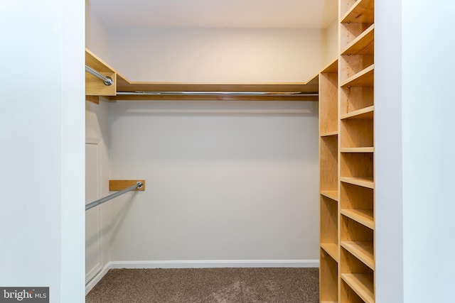 walk in closet with carpet flooring