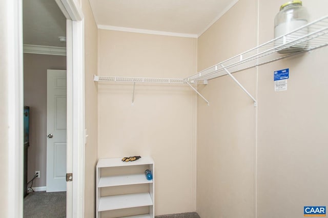 walk in closet with carpet floors