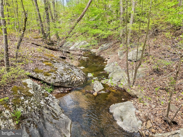 view of local wilderness
