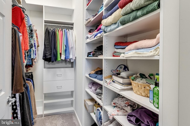 spacious closet featuring carpet flooring
