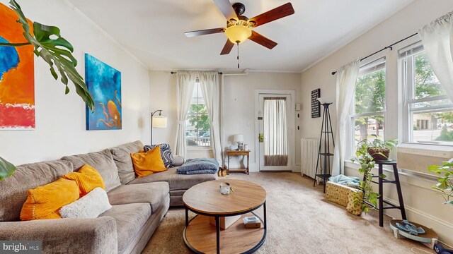 carpeted living room with ceiling fan, radiator, and ornamental molding