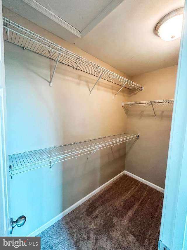 257 Morlatt Ln, Martinsburg, WV 25404 - spacious closet with carpet floors