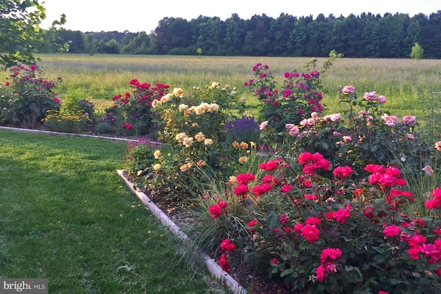view of yard with a wooded view