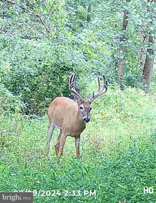 Marblehead Rd, Ridgely, MD 21660