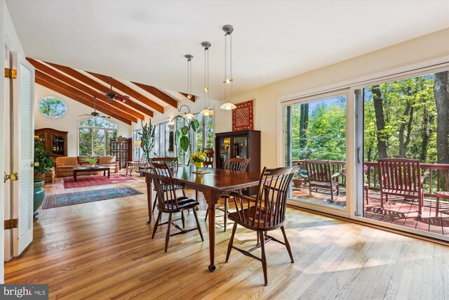 dining room featuring lofted ceiling with beams, a ceiling fan, and light wood-style floors
