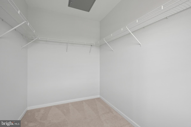 walk in closet featuring carpet floors