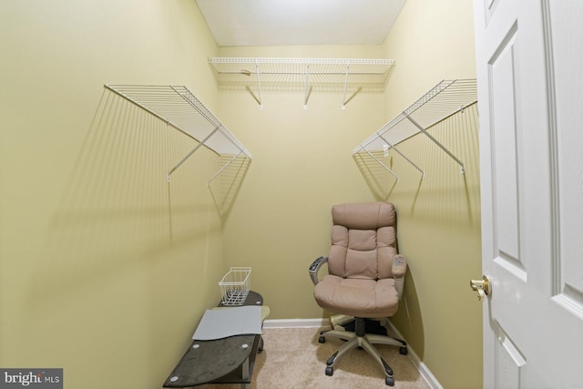 spacious closet featuring carpet