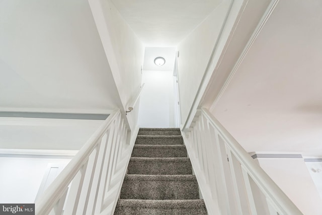 staircase featuring carpet flooring