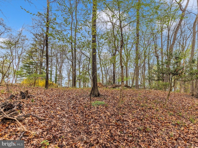 view of local wilderness