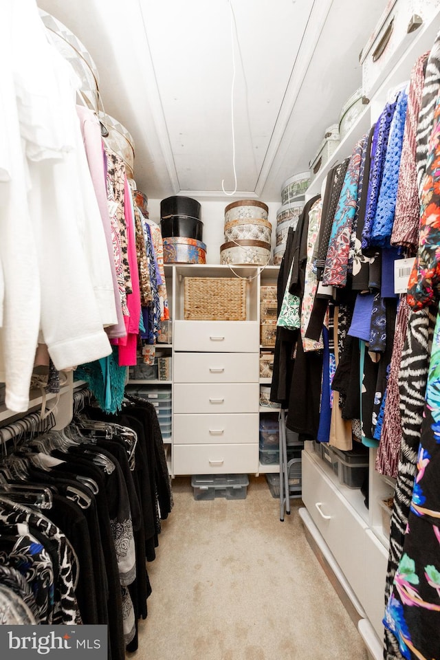 walk in closet featuring carpet floors