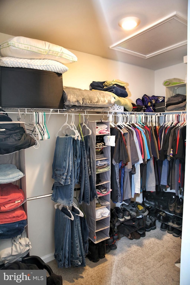 185 Petal Dr, Pottstown, PA 19464 - walk in closet with carpet floors