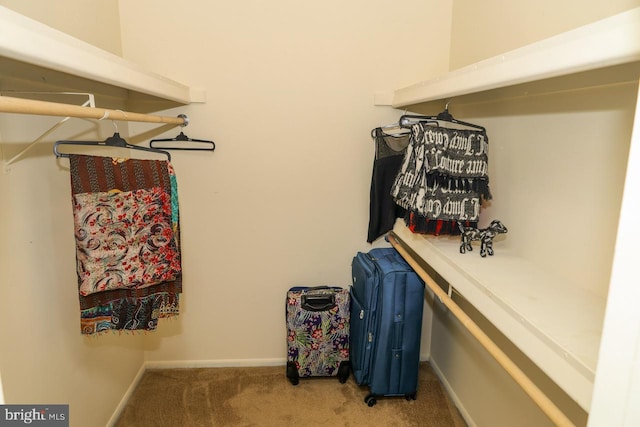 spacious closet featuring carpet flooring