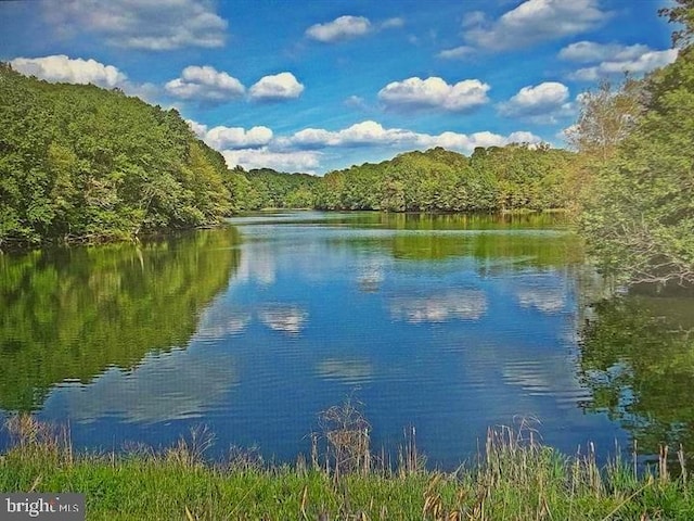 water view featuring a forest