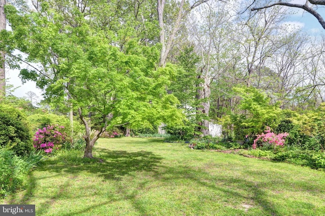 view of yard