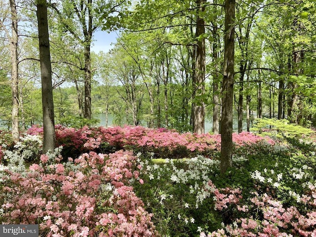 19009 Old Baltimore Rd, Brookeville, MD 20833 - view of local wilderness with a forest view