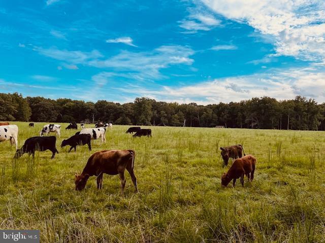 view of nature with a rural view